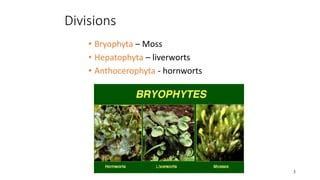 Hepatophyta Life Cycle