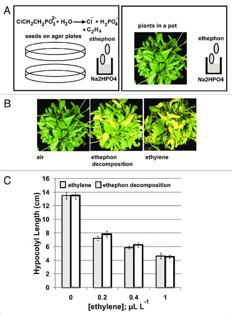 Leaf Senescence Test And Seedling Triple Response Assay By Ethylene