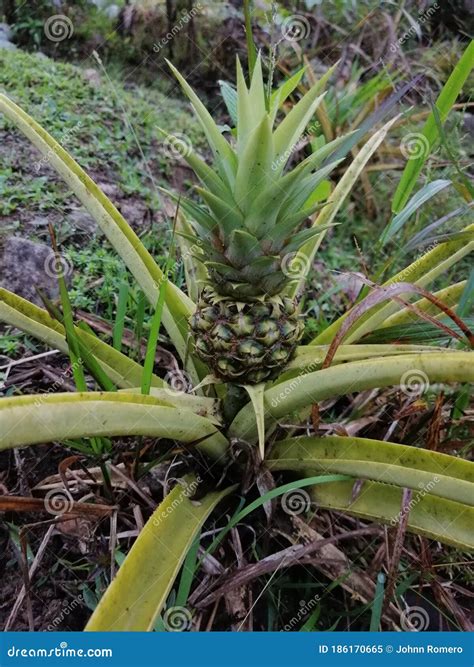 Wild Pineapple Stock Image Image Of Fruit Food Vegetation 186170665