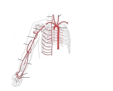 Arm Arteries Diagram Quizlet