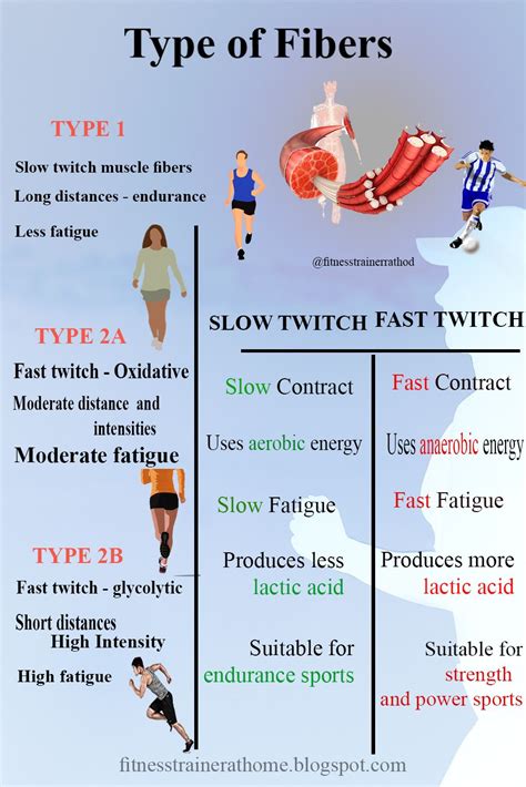 Type Anatomy, Muscle Anatomy, Human Anatomy, Cardio Or Weights First ...