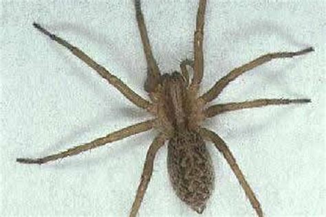 How To Identify Common Wyoming Spiders Animals Momme