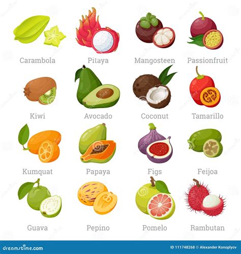 Exotische Tropische Fr Chte Eingestellt Mit Namen Vektor Abbildung