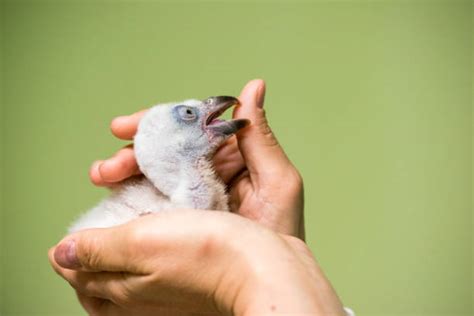 40 Baby Vulture Stock Photos Pictures And Royalty Free Images Istock