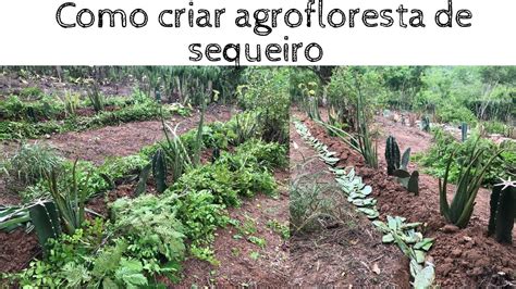 Como Criar Agrofloresta De Sequeiro No Semi Rido Sequeiro