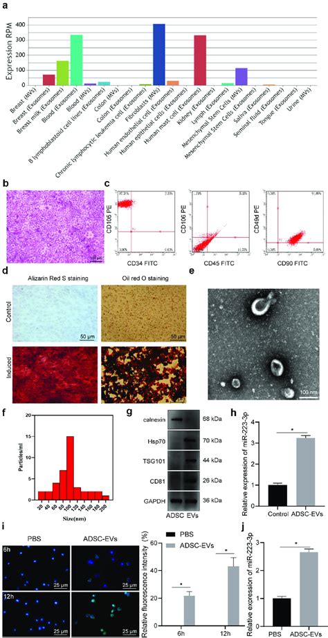 MiR 223 3p In ADSCs Was Delivered To NCTC1469 Mouse Hepatocytes Through