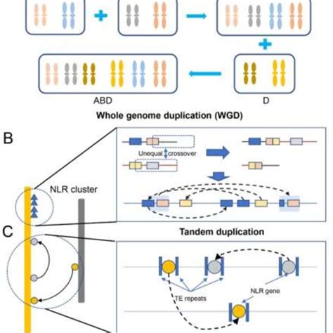 Nlr Duplication In Wheat A Whole Genome Duplication Wgd Through An