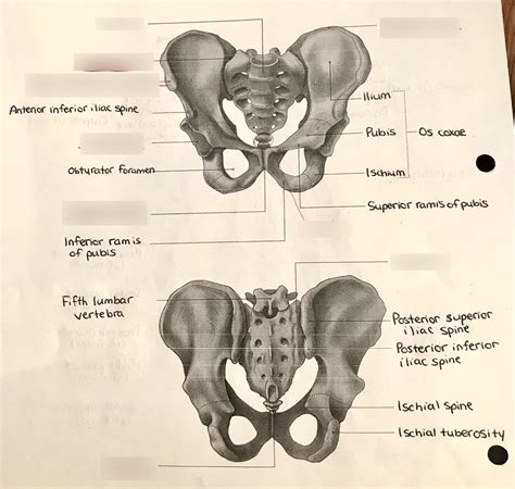 Diagram Of Bones And Bone Landmarks Pelvis Quizlet