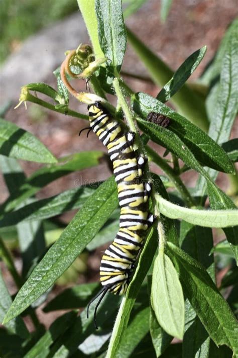 Trattore A Cingoli Della Farfalla Di Monarca Plexippus Del Danaus