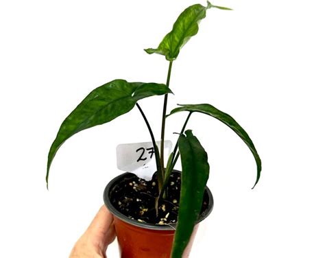 Syngonium Lance Leaf Shown In 4 Pot Live Plant Rare Plant Gorgeous