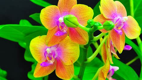 Orange Orchids Wallpaper