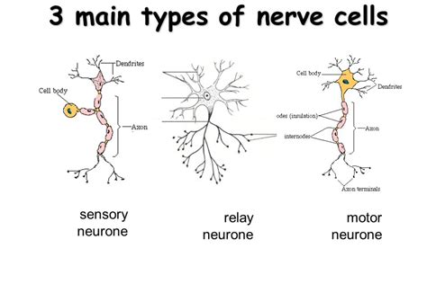 Nervous system | Emily's Blog