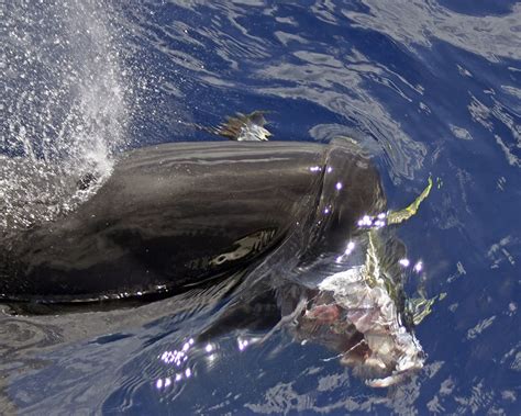 June 2023 Sighting Of Cluster 3 Hawaiian False Killer Whales Wild