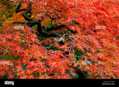 Arbre Erable Banque De Photographies Et Dimages Haute R Solution Alamy