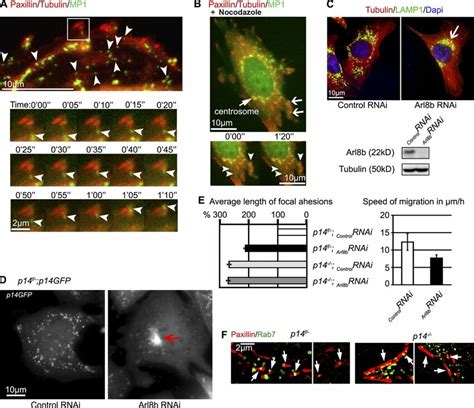 Arl8b Dependent Mt Plus Enddirected Transport Of Late Endosomes