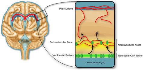 Neurogenic Niches In The Developing Brain Dividing Cells In The