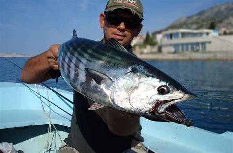 Big game fishing Croatia | Jezera Adriatic big game adventure | Bluefin ...