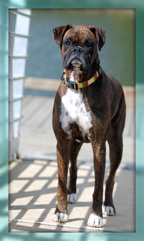 77+ Reverse Sealed Brindle Boxer Puppies Sale Picture - Bleumoonproductions