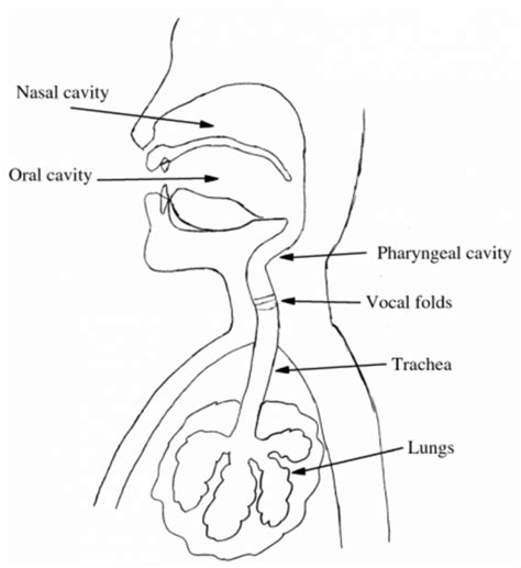 Diagram Of Speech Organs