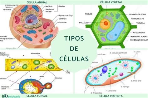 O Que São Células Procarióticas - Tipos de células: qué son, partes y funciones - Resumen y esquemas