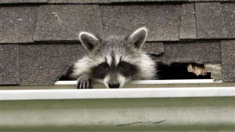 Watch How To Kick Raccoons Out Of Your House—humanely