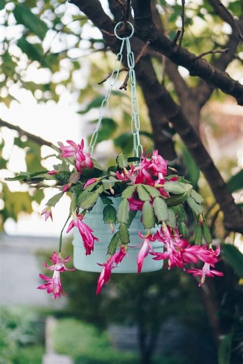 Flor De Maio Como Cuidar Principais Cores Dicas E 60 Fotos