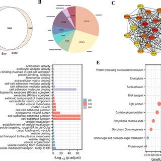 Proteomic Analysis Of Huc Msc Emvs And Huc Msc Exosomes Venn Diagram