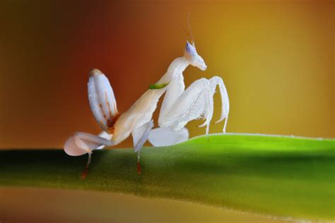 Orchid Mantis Care, Information, & Pictures - Insect Keeper