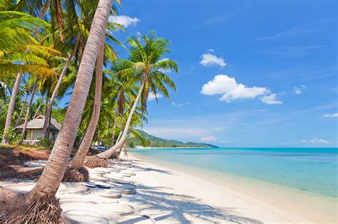 Hd Wallpaper Green Coconut Tree Maldives Tropical Beach Sea Sand