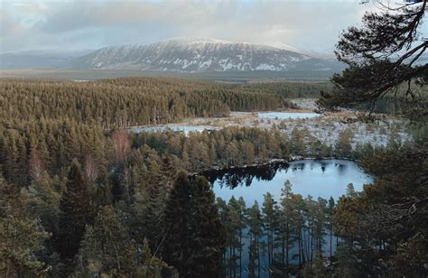 Aviemore Walks: 7 Of The Best Aviemore Trails | Wander Somewhere