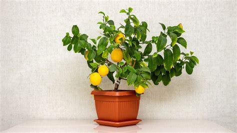 क्या घर में नींबू का पौधा लगा सकते हैं Can We Keep Lemon Plant At Home Herzindagi