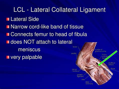 The Knee Unit Ppt Download