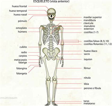 Esqueleto Diccionario Visual Didactalia Material Educativo
