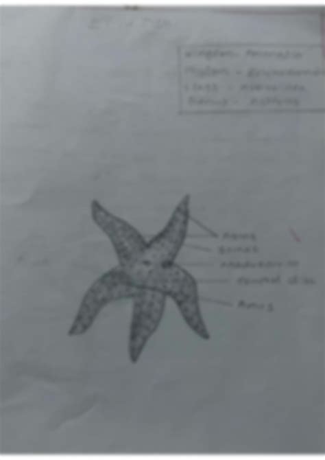 SOLUTION: Zoology identification mussel starfish - Studypool