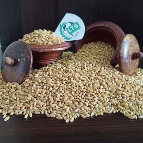 Golden Whole Wheat Grains At Rs 2250 Quintal In Jalalpore ID 23546361491