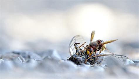 Cicada Killer Wasp Trap