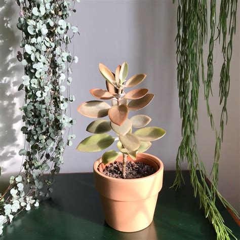 Kalanchoe Orgyalis ‘copper Spoons Care Guide Houseplanthouse