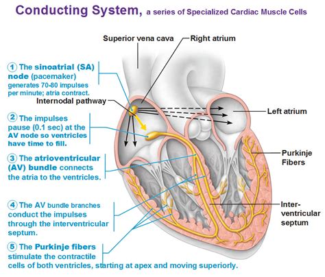 Sinoatrial Node