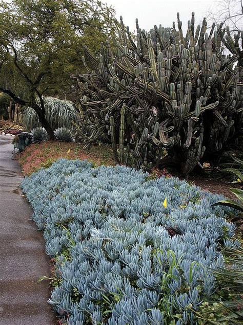 Desert Landscaping Ground Cover Plants Ground Cover Is Best