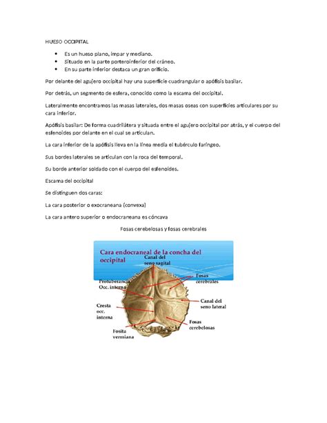 Hueso Occipital Tarea HUESO OCCIPITAL Es Un Hueso Plano Impar Y