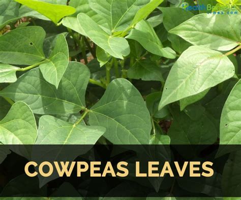 Cowpeas Leaves Facts And Nutritional Value