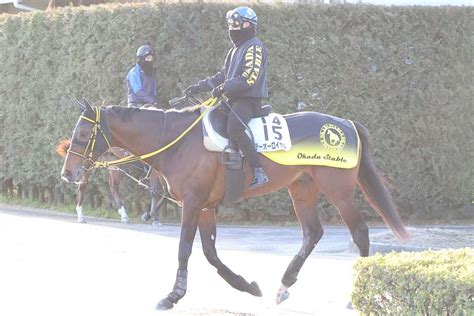 【阪神大賞典】テーオーロイヤル得意の舞台で勝ち切って春の盾へ｜競馬ニュース｜競馬予想のウマニティ