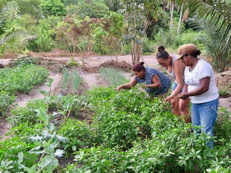 Mulheres Transformam Sonho Em Renda Na Ilha De Cotijuba No Par