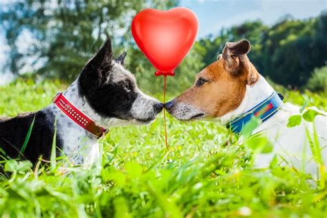 Pareja De Perros Enamorados En El Parque — Fotos De Stock © Damedeeso