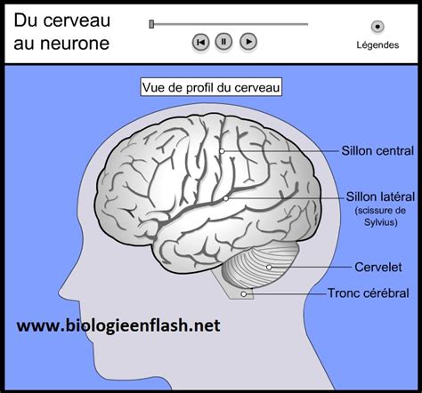 Cerveau Vive Les Svt