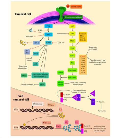 Two Main Intracellular Carcinogenic Pathways Of Melanoma And Their