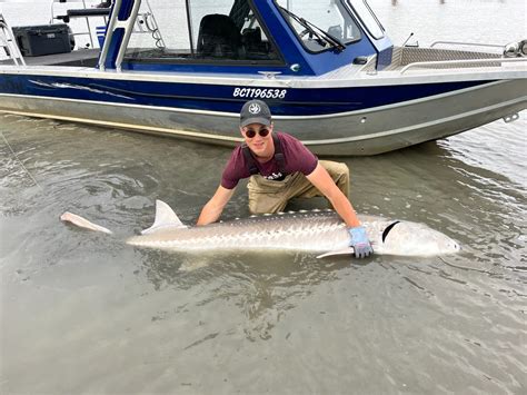 Fraser River Sturgeon Fishing Report August 29 2024 Fall Fishing