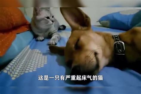 小宝宝踹了猫咪一脚，猫咪以为是旁边狗狗干的，上去就是一顿暴揍猫咪狗狗小宝宝