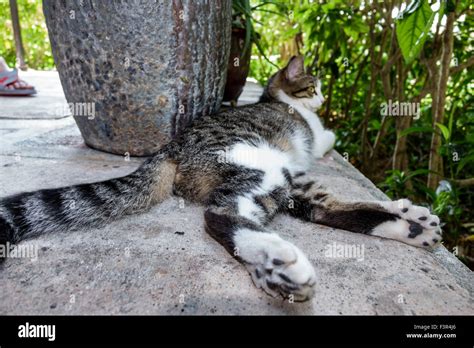 Six 6 Toed Cat Hi Res Stock Photography And Images Alamy