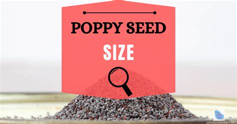 Poppy Seed Size Fun Comparisons